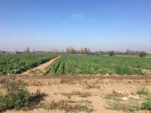 Gran Terreno En Sector O'higgins Ignacio Carrera Pinto