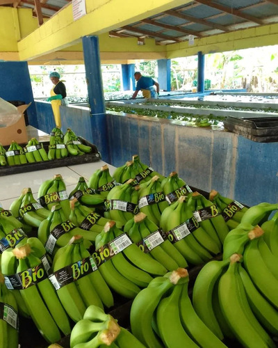 Te Vendo Tremenda Finca Ubicada En Guayubin En El Cibao.