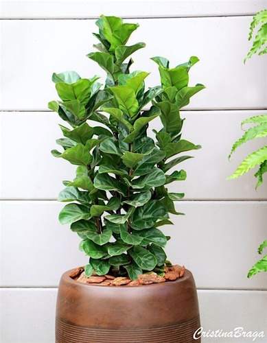 Imagen 1 de 3 de Planta Ficus Pandurata O Lyrata 3 Puntas (de 1.5 M A 2 M)