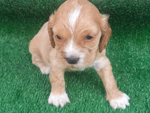 Cachorro Coker Spaniel Inglés 