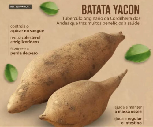 Rizomas Batata Yacon 1 Kilo 1kg Iacon Oferta Mudas Excelente