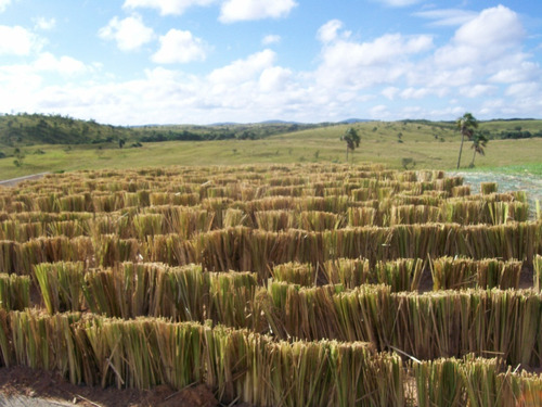 Planta Vetiver En Macolla, Hijuelos Y Macollas Rebalanadas