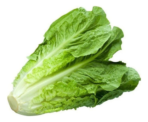 Bandeja Plantines Lechuga Criolla