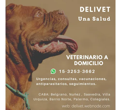 Veterinario A Domicilio