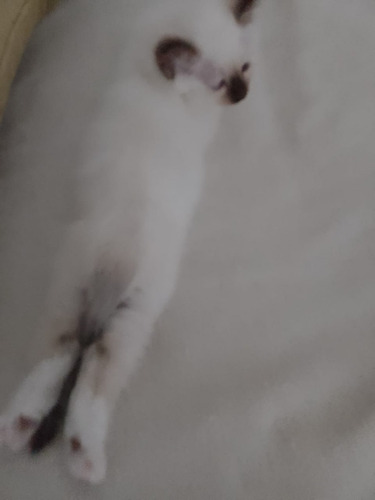 Gato Sagrado De Birmania Cachorros