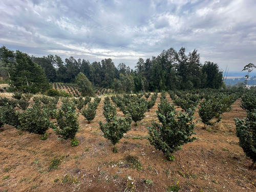 Excelente Campo De 160 Has / Cuarta Faja Gorbea