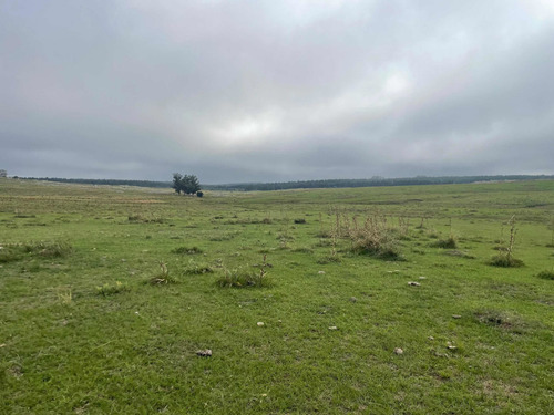 Imagen 7 de 21 de 270 Hectareas Ganaderas A 28 Km De Minas 3300 Dólares La Hec