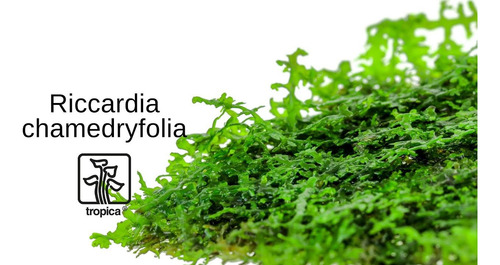 Riccardia Chamedryfolia 003d Tc Musgo Acuario Impor. Tropica