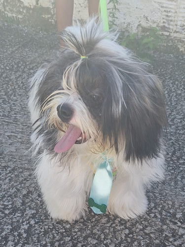 Cachorro Shih Tzu + Lhasa Apso. Macho