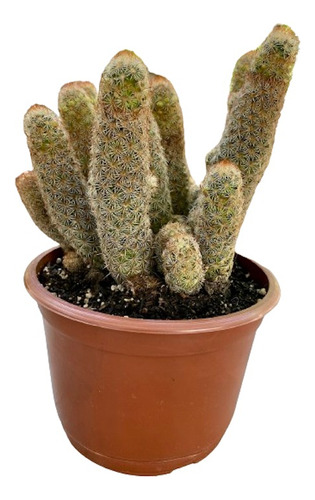 Cactus: Mammillaria Elongata