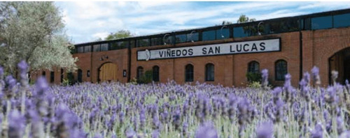 Venta De Terreno En Viñedo San Lucas, San Miguel De Alende .