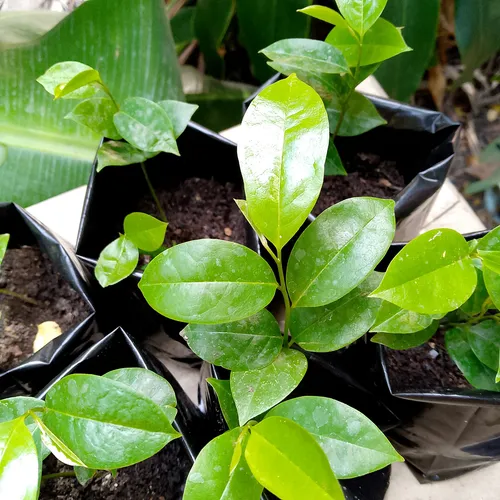 Planta De Guanábana