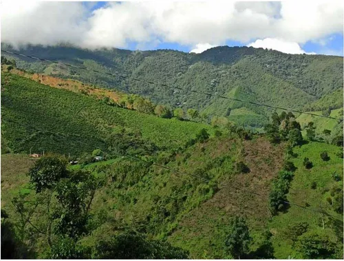 Vendo Finca De 18 Cuadras Para Ganado Y Cerdos A 15 Minutos D Fredonia