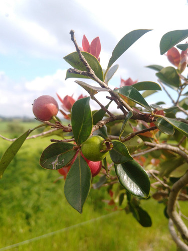 Arazá Rojo - Árbol Frutal Nativo