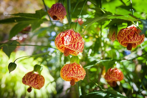 Imagem 2 de 9 de Muda De Lanterna Chinesa - Abutilon Striatum. - Lanterninha
