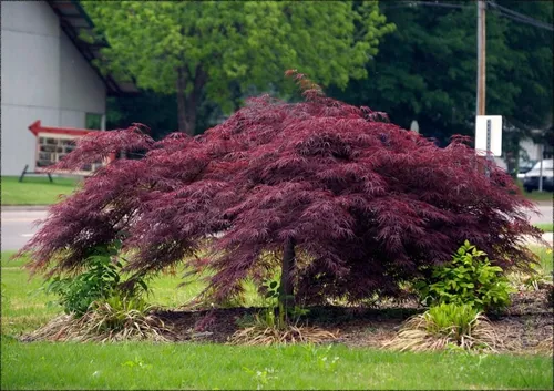 Acer Palmatum, Acer Inaba Shidare, Acer Colección 10lts
