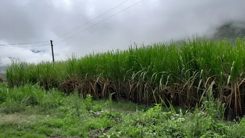 Vendo Finca Con Cultivo De Caña