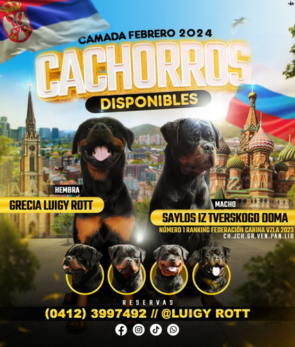 Cachorros Rottweiler Rusia Hijos Número 1 Venezuela 