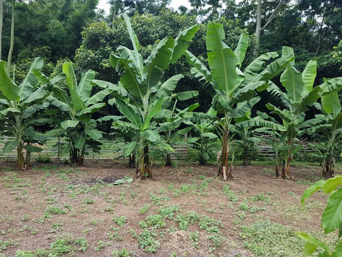 Imagem 6 de 12 de Chacrinha 2500m2 Casa Com 02 Dormitórios Riosinho Nos Fundos