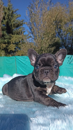 Bulldog Francés Macho Black Trindle Black Trindle