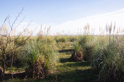 Campo En Venta En Pilar. Zona Champagnat