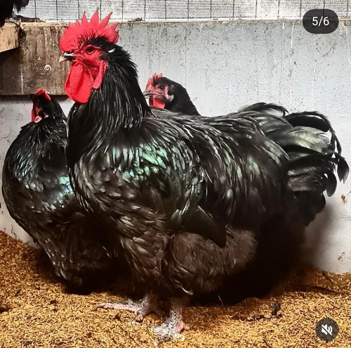 Ovos Férteis Galinha Orpington Negro - 12 Unidades