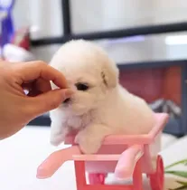 Comprar Cachorros French Poodle Mini Toys. Blanco