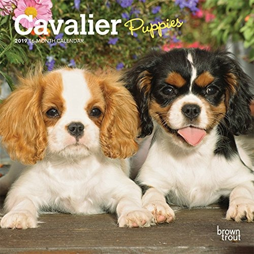 Cavalier King Charles Spaniel Puppies 2019 7 X 7 Inch Monthl