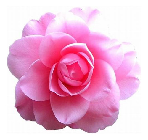 Camellia Japonica (camelia, Camelio Común)   E10