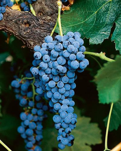 Vino Concha Y Toro Reservado Merlot 750ml Super Oferta