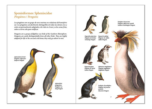 Aves De Argentina / Birds Of Argentina