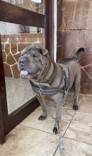 Sharpei Macho Para Monta