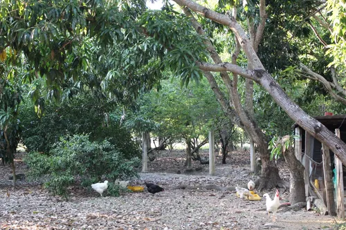 Finca En Piedras Tolima En La Zona Urbana