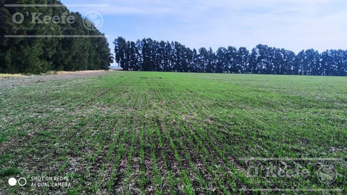 Imagen 9 de 29 de Chacra De 29 Has En Venta En Baradero - Ideal Fin De Semana Y Producción Agrícola