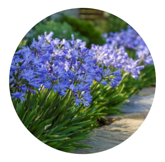 Flor Amarilis Azul | MercadoLivre 📦