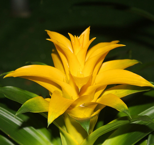 1 Bromélia Guzmania - Bromelia Gusmania - Flor Amarela | MercadoLivre