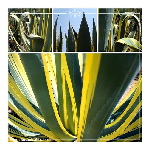 Semilla De Maguey Amarillo 200 Pz Americana