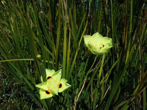 Diete Bicolor, Palustres, Acuaticas, Vivero