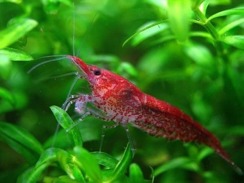 Gambas Red Cherry 5 Unidades. 