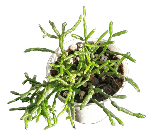 Rhipsalis Cereuscula