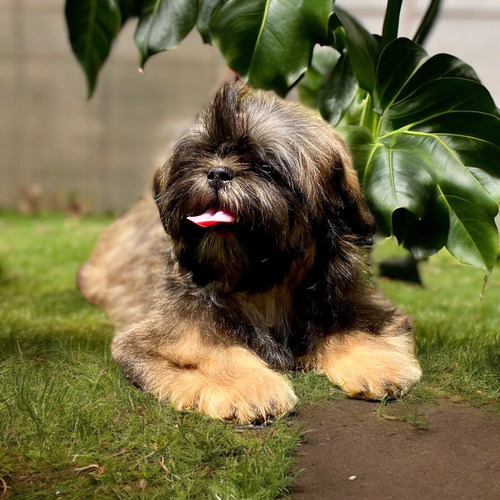 Hembra Shih Tzu Shihtzu Con Pedigrí Internacional