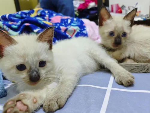 Gatos Siamés 1 Hembra Y 1 Macho