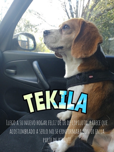 Imagen 2 de 6 de Traslado Nacional E Internacional De Mascotas!