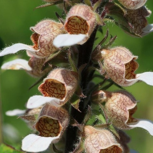 Sementes De Digitalis Flor De Gloxinia Sortida Vasos Jardins | MercadoLivre