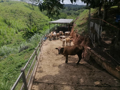Imagen 12 de 14 de Venta Finca Tocuyito Carabobo Cod. 148247