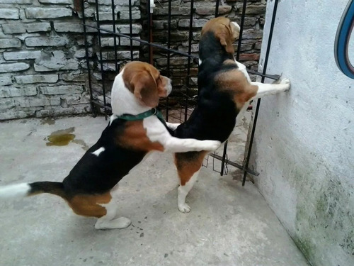 Imagen 2 de 6 de Cachorros Beagles