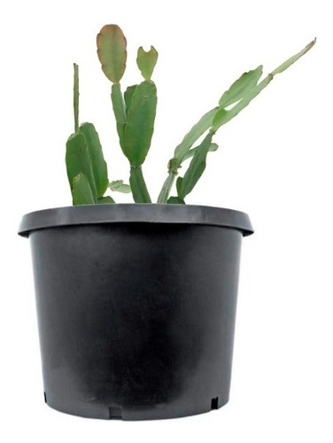 Hatiora Gaertneri Cactus De Navidad Pata De Jaiba 10cm