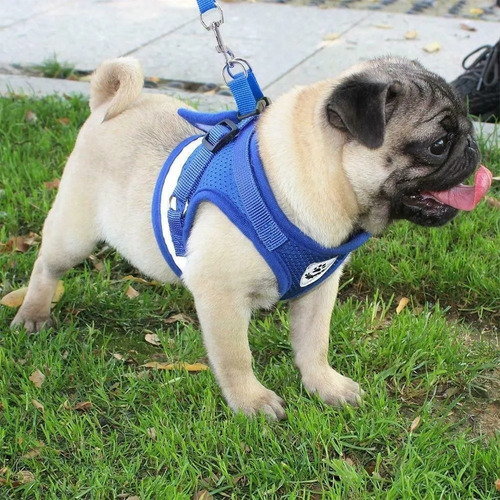 Chaleco Arnes Correa Perro Gato Mascota