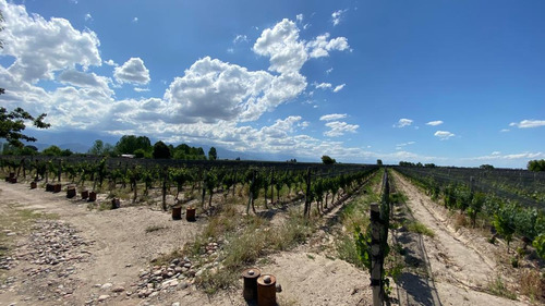 Viñedo | 8 Has Malbec | El Cepillo, San Carlos | Mendoza