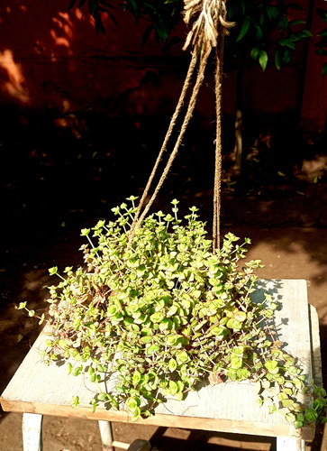 Maceta Colcante Suculenta Crassula Pellucida